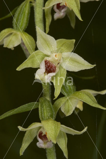 Müller’s Helleborine (Epipactis muelleri)