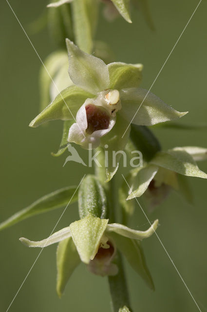 Geelgroene wespenorchis (Epipactis muelleri)