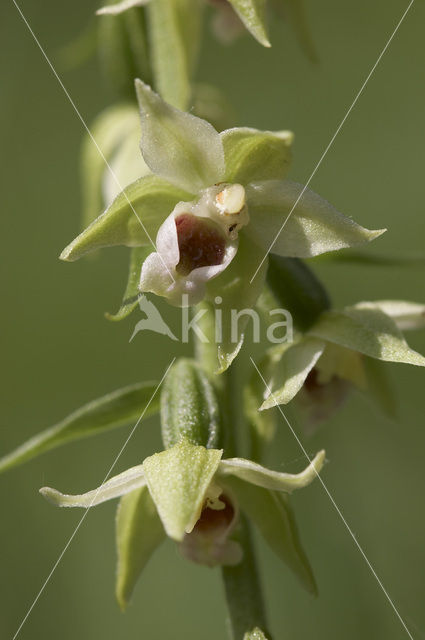 Müller’s Helleborine (Epipactis muelleri)