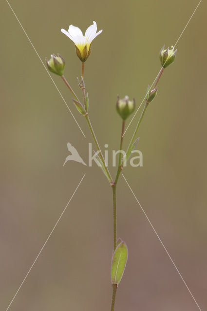 Geelhartje (Linum catharticum)