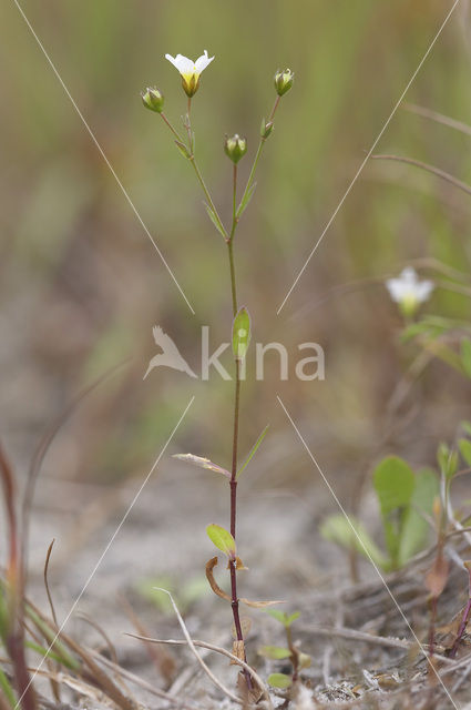 Geelhartje (Linum catharticum)
