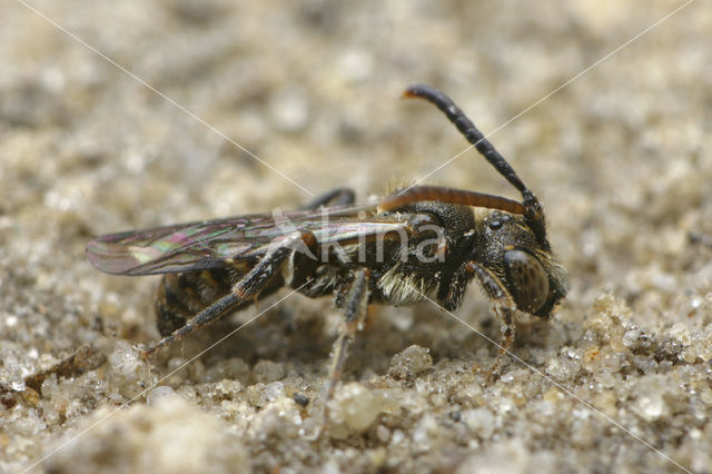 Charmouth Wasp-bee (Nomada sheppardana)