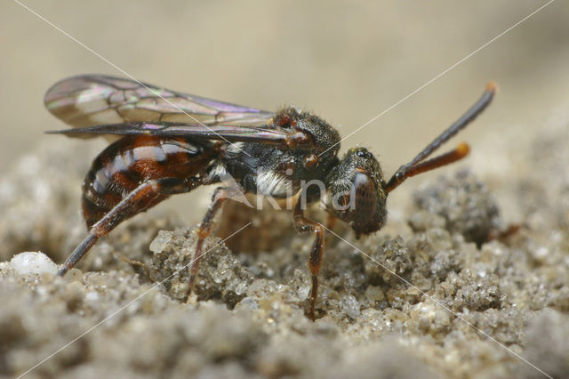 Geeltipje (Nomada sheppardana)