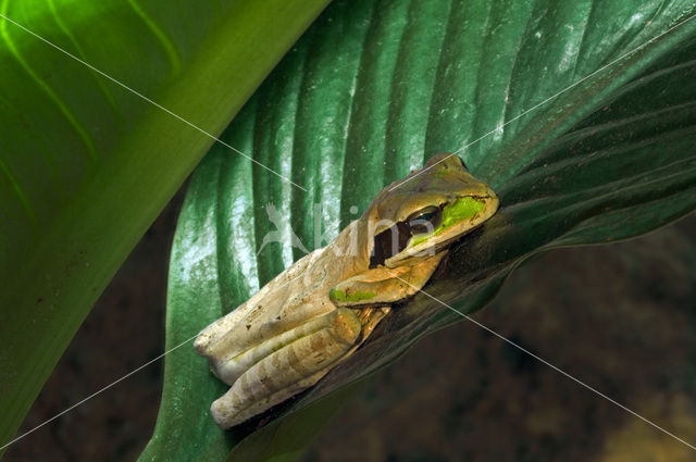 Masked Treefrog (Smilisca phaeota)