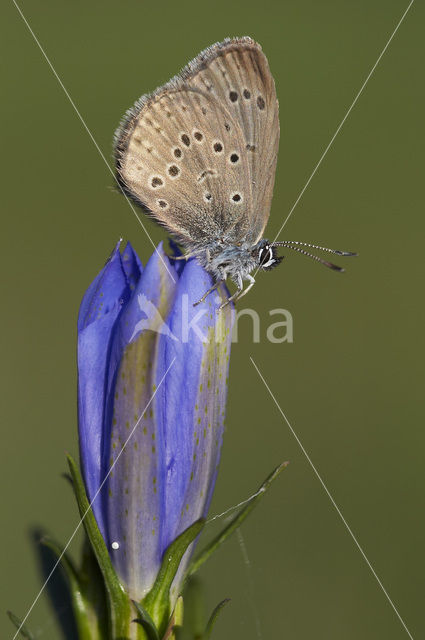 Gentiaanblauwtje (Maculinea alcon)