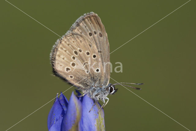 Gentiaanblauwtje (Maculinea alcon)