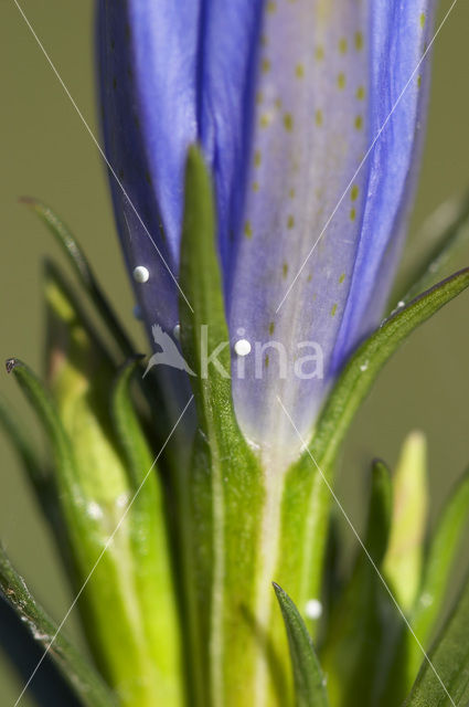 Alcon Blue (Maculinea alcon)