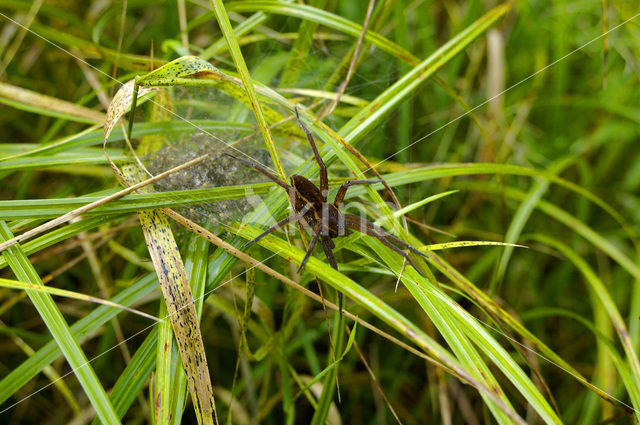 Gerande oeverspin (Dolomedes fimbriatus)