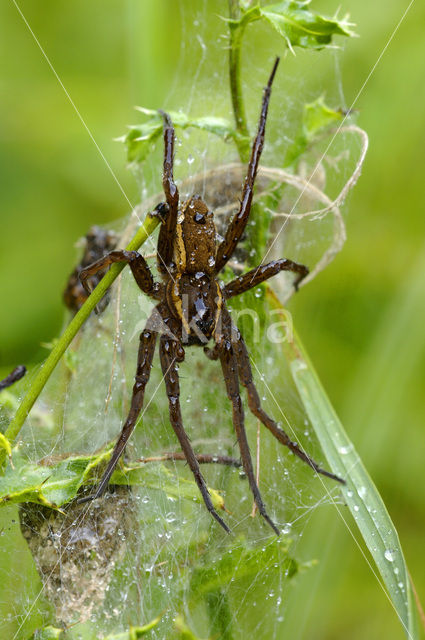 Gerande oeverspin (Dolomedes fimbriatus)