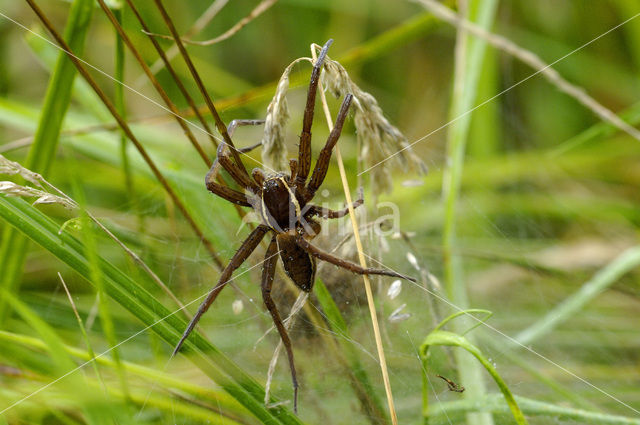 Gerande oeverspin (Dolomedes fimbriatus)