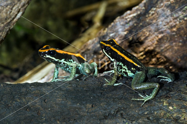 Golfodulcean Poison Frog (Phyllobates vittatus)