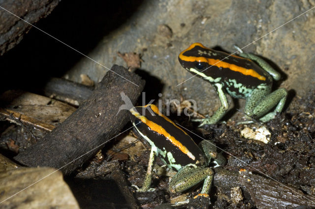 Golfodulcean Poison Frog (Phyllobates vittatus)