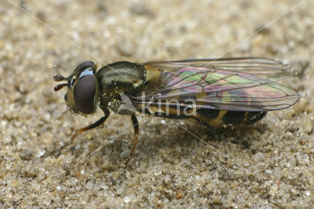 Gevlekt roetneusje (Parasyrphus punctulatus)