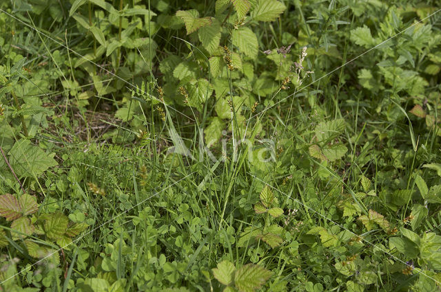 Gewone bermzegge (Carex spicata)