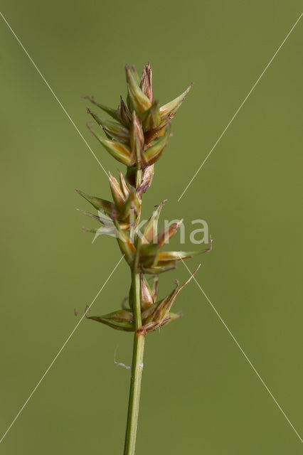 Gewone bermzegge (Carex spicata)