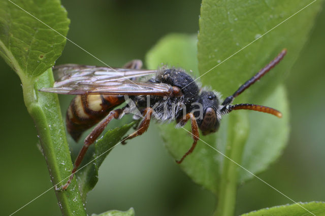 Gewone dubbeltand (Nomada ruficornis)