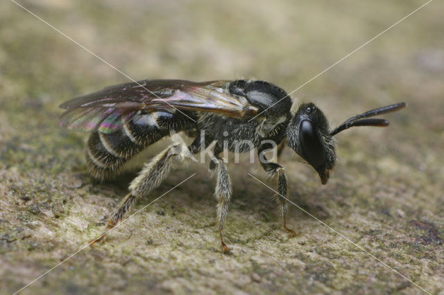 Lasioglossum sexstrigatum