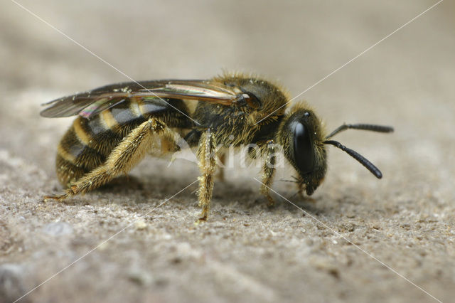 Slender Mining Bee (Lasioglossum calceatum)