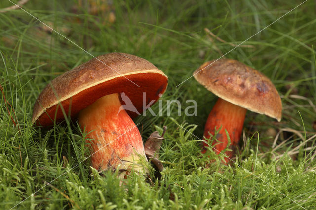 Bolete (Boletus erythropus)