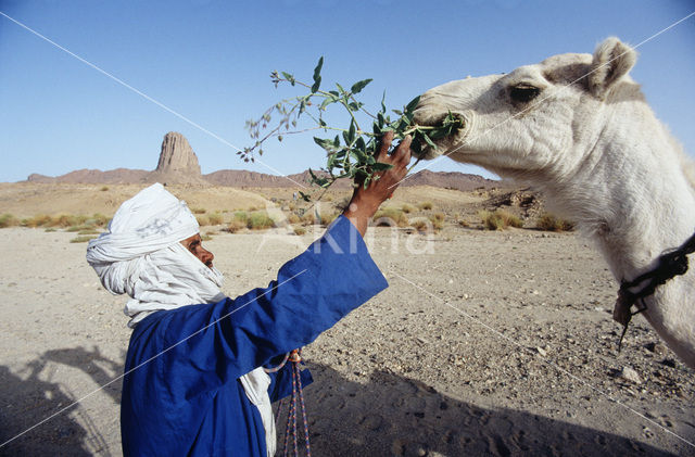 Bactrian Camel
