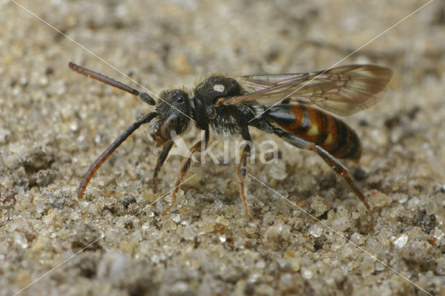 Nomad bee