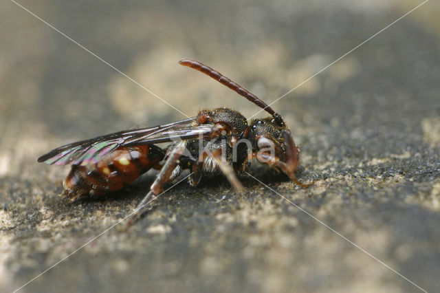 Gewone kleine wespbij (Nomada flavoguttata)