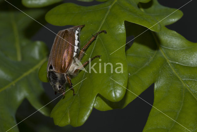 common cockchafer (Melolontha melolontha)