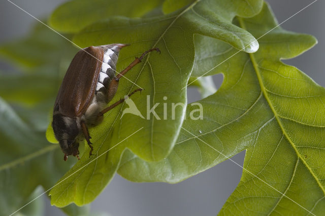 common cockchafer (Melolontha melolontha)