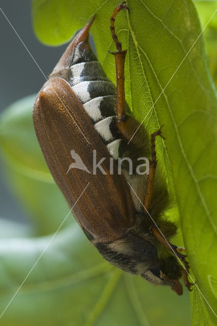 common cockchafer (Melolontha melolontha)