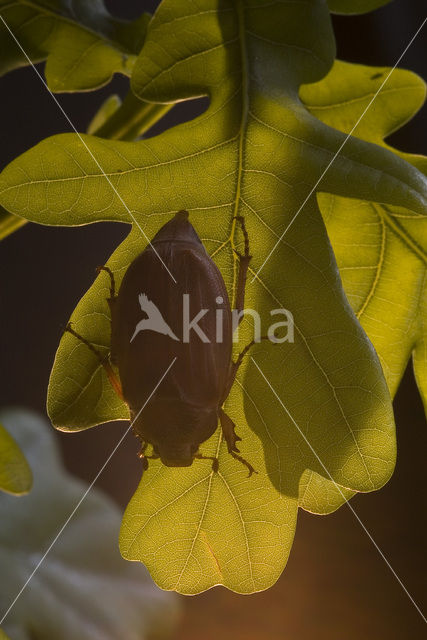 common cockchafer (Melolontha melolontha)