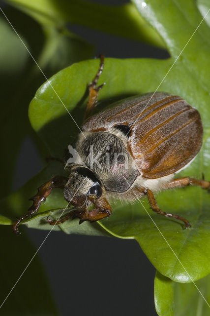 common cockchafer (Melolontha melolontha)