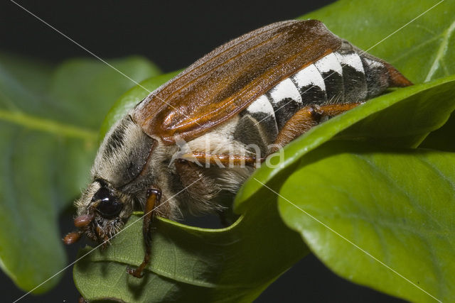 common cockchafer (Melolontha melolontha)