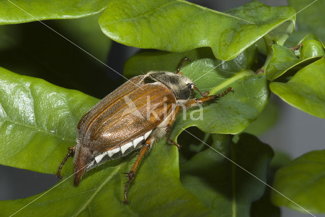 common cockchafer (Melolontha melolontha)