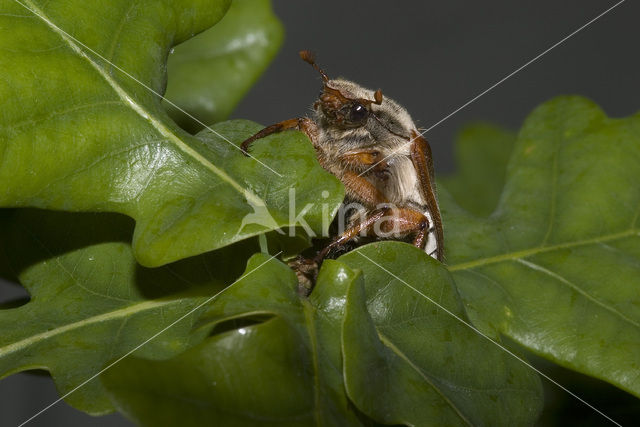 common cockchafer (Melolontha melolontha)