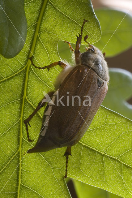 common cockchafer (Melolontha melolontha)