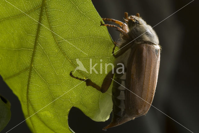 common cockchafer (Melolontha melolontha)