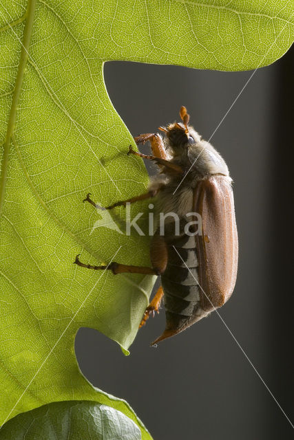 common cockchafer (Melolontha melolontha)