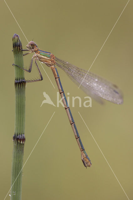 Emerald Damselfly (Lestes sponsa)