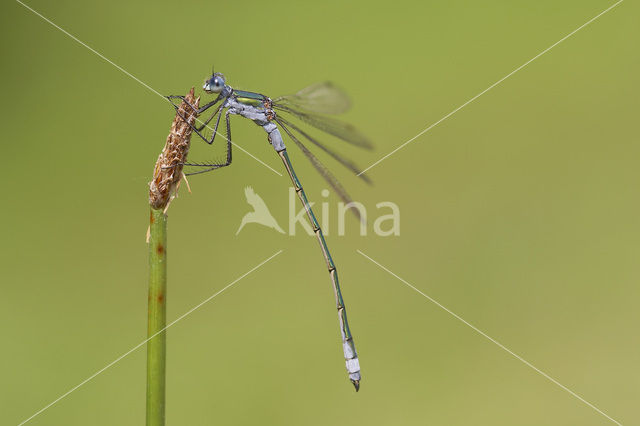 Emerald Damselfly (Lestes sponsa)