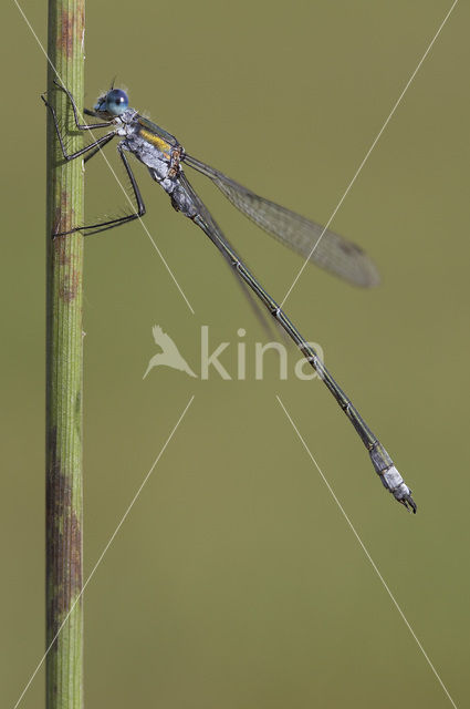 Emerald Damselfly (Lestes sponsa)