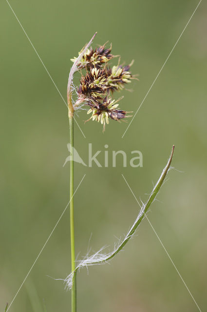 Gewone veldbies (Luzula campestris)