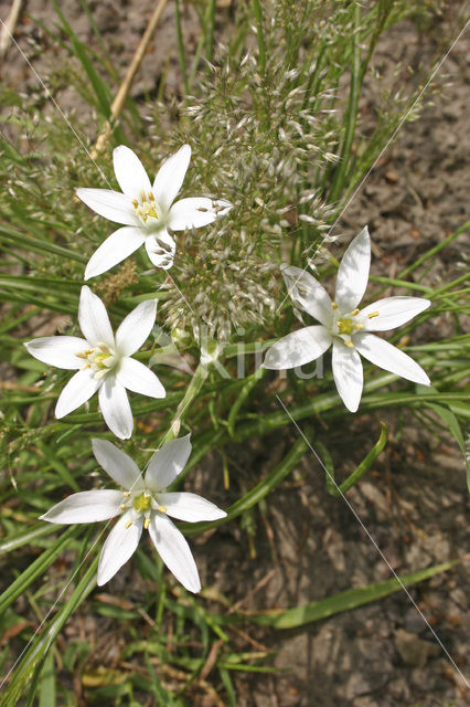 Gewone vogelmelk (Ornithogalum umbellatum)