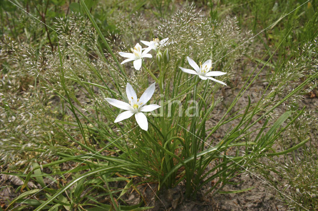 Common star of Bethlehem (Ornithogalum umbellatum)