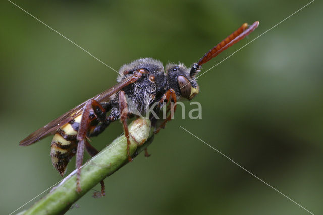 Gewone wespbij (Nomada flava)
