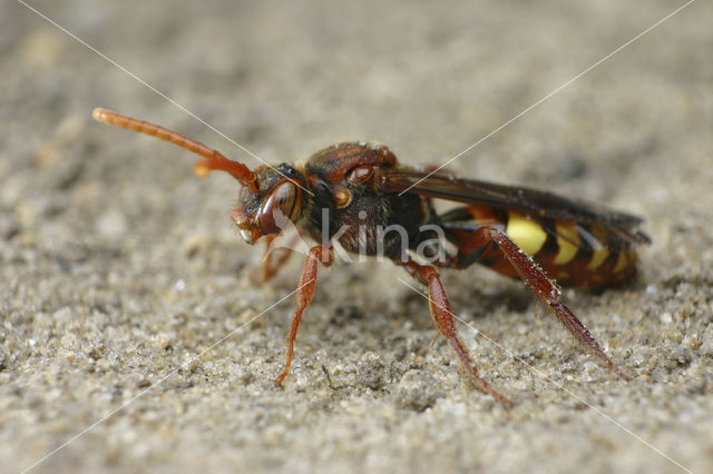 Gewone wespbij (Nomada flava)