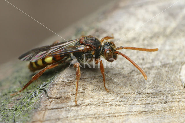 Wasp-bee (Nomada flava)