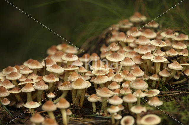 Sulphur tuft (Hypholoma fasciculare)