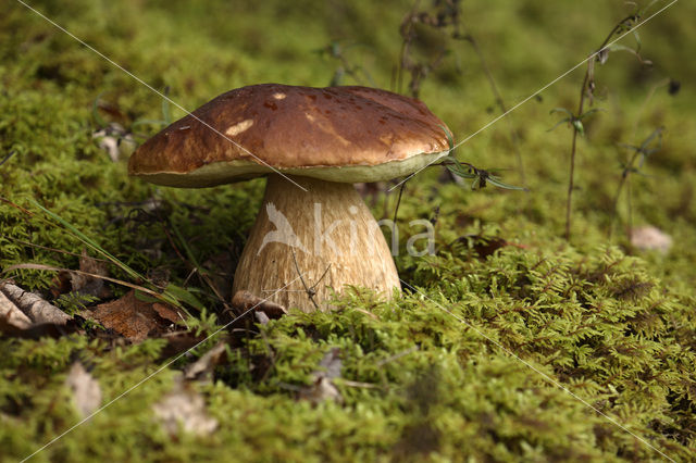 Gewoon eekhoorntjesbrood (Boletus edulis)