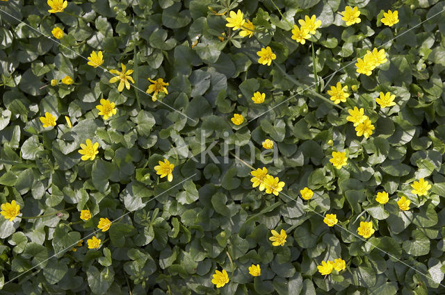 Lesser Celandine (Ranunculus ficaria subsp. bulbilifer)