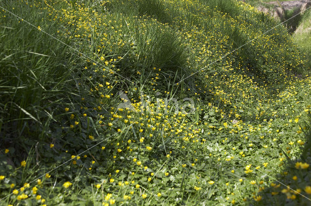Lesser Celandine (Ranunculus ficaria subsp. bulbilifer)
